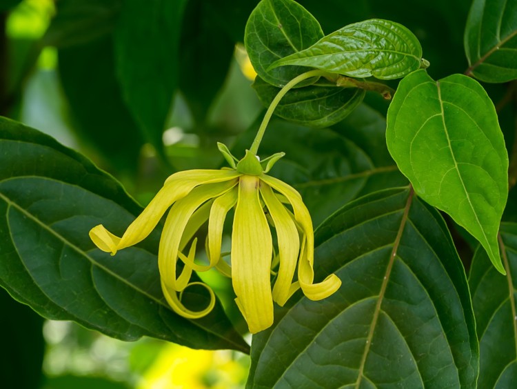 cananga odorata leaves