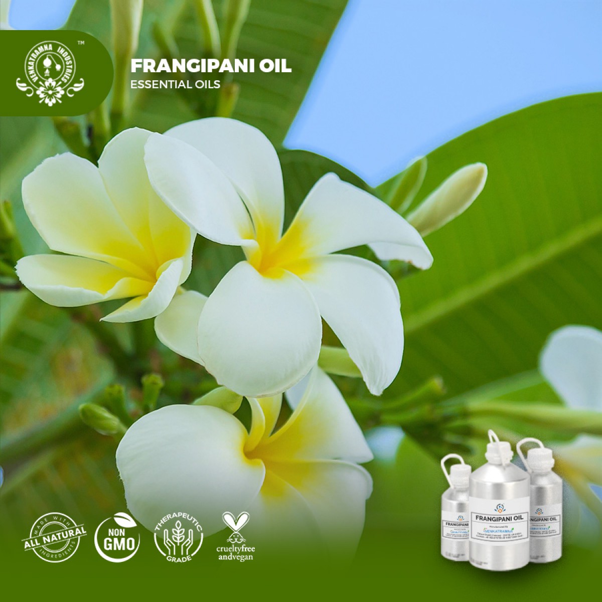 Frangipani Oil - 100% Pure & Natural Frangipani Essential Oil – VedaOils USA